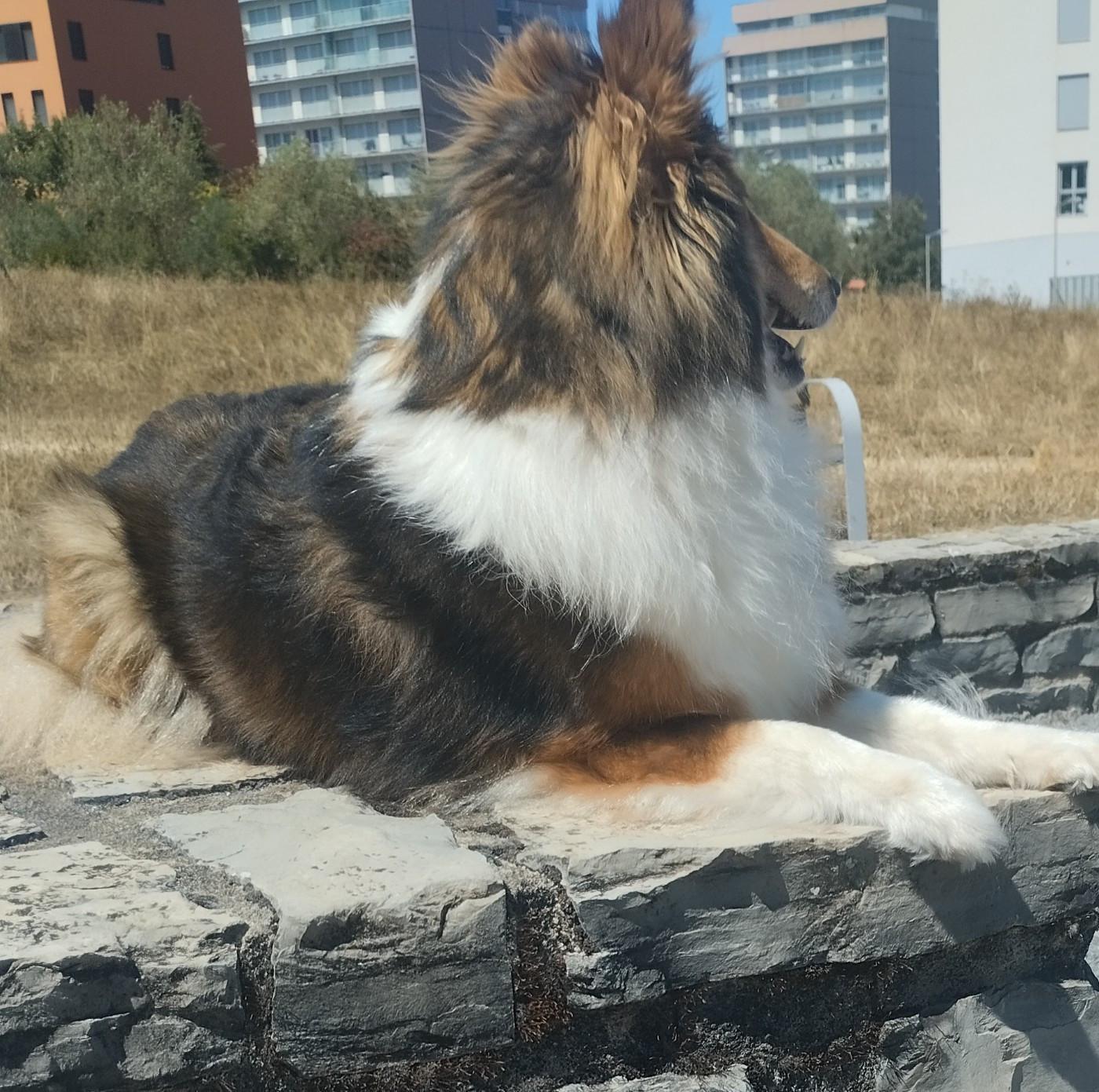 Bientot a adopter chienne retraite d'eleveage