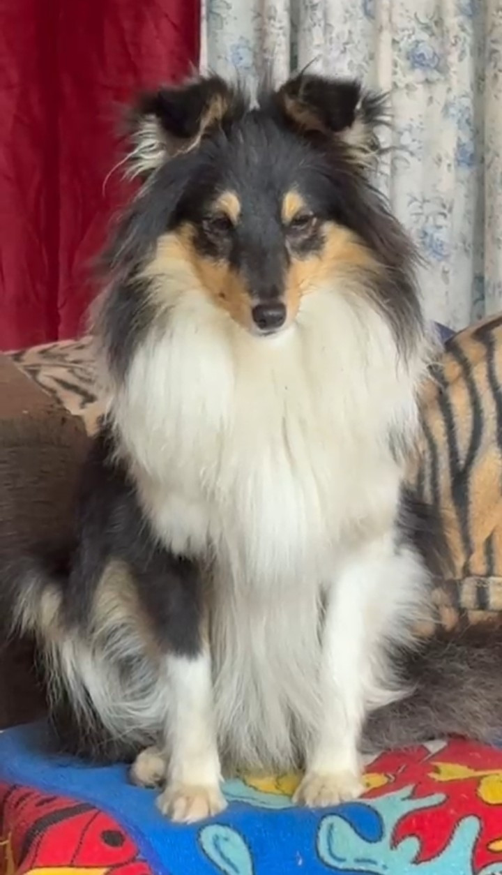 Bientot a adopter chienne retraite d'eleveage