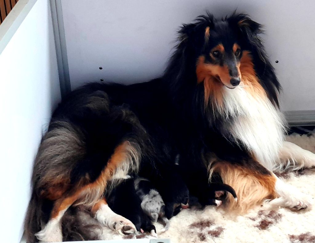Chiot Shetland Sheepdog Cardasse Ametsak