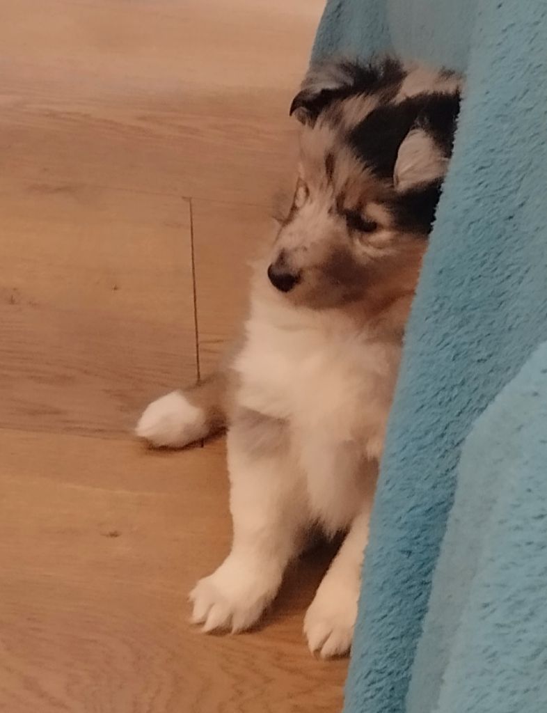 Cardasse Ametsak - Chiots disponibles - Shetland Sheepdog
