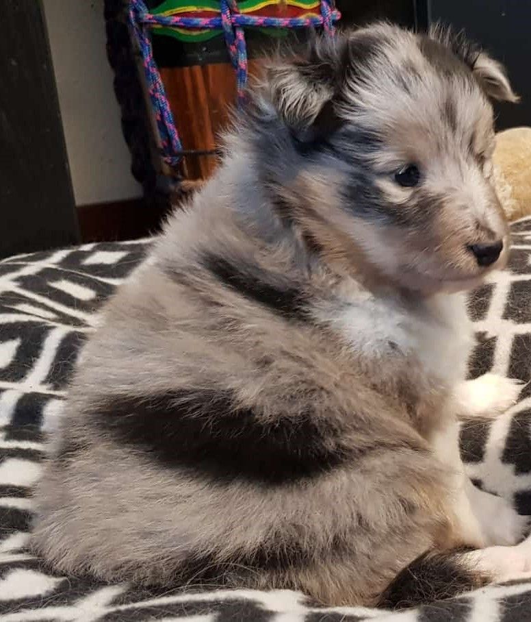 Cardasse Ametsak - Chiots disponibles - Shetland Sheepdog