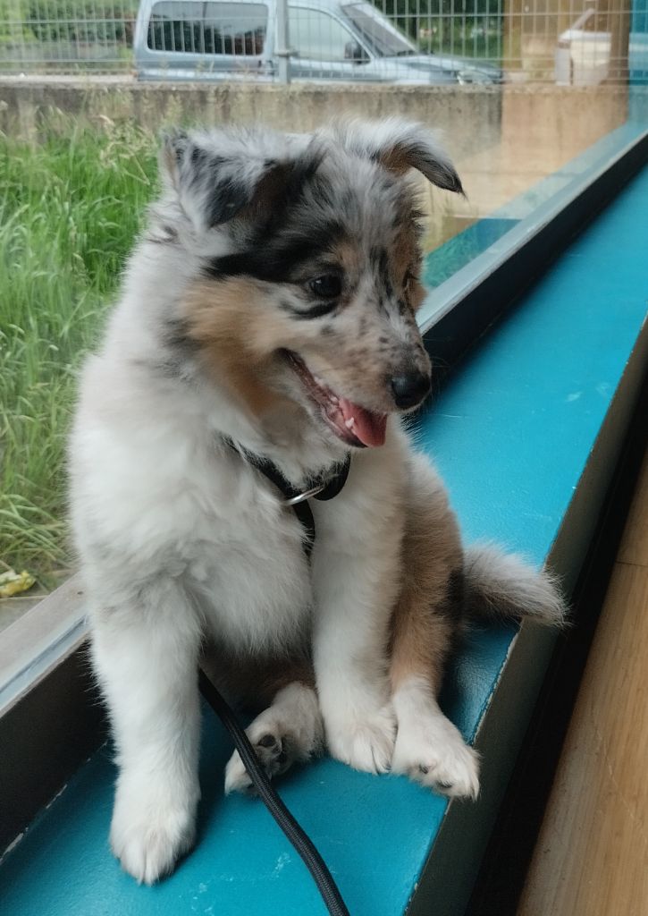 Cardasse Ametsak - Chiots disponibles - Shetland Sheepdog
