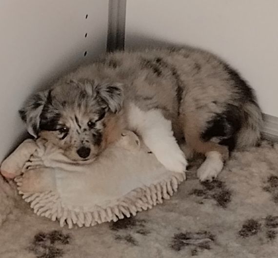 Cardasse Ametsak - Chiots disponibles - Shetland Sheepdog