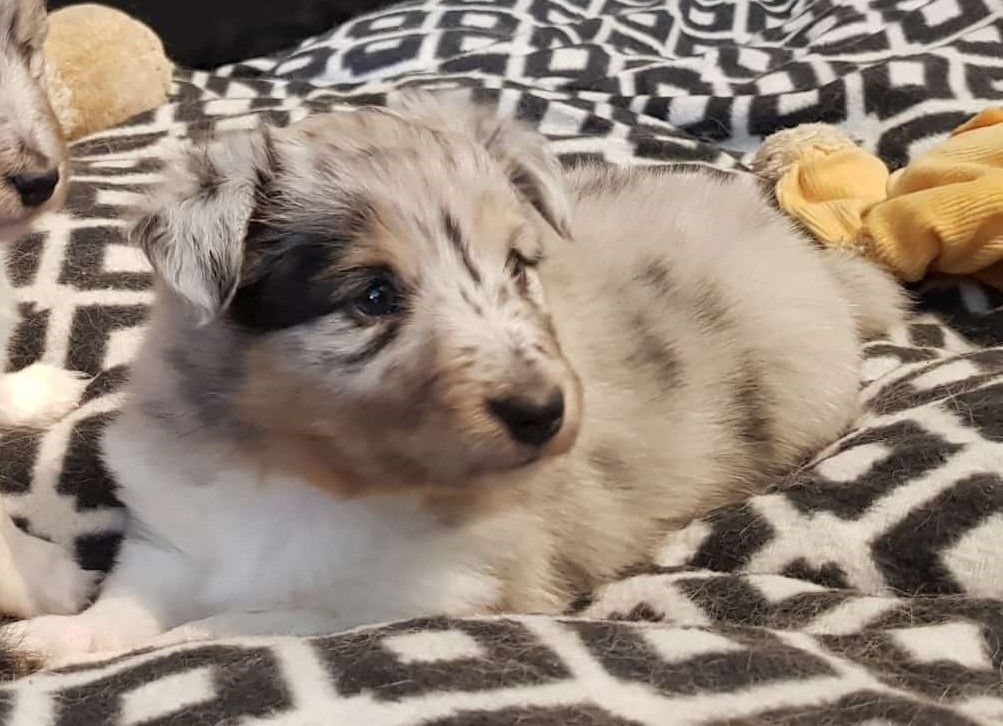 Cardasse Ametsak - Chiots disponibles - Shetland Sheepdog