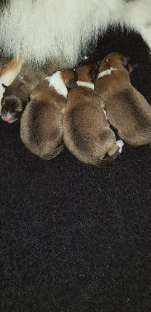 Chiot Shetland Sheepdog Cardasse Ametsak