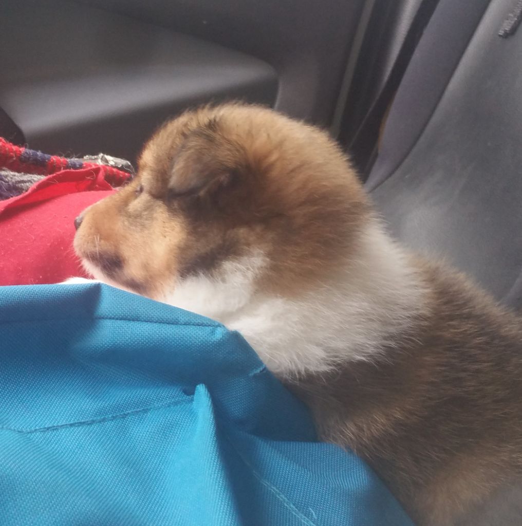 Cardasse Ametsak - Shetland Sheepdog - Portée née le 29/06/2021