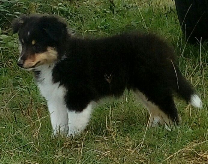 Cardasse Ametsak - Shetland Sheepdog - Portée née le 29/06/2021